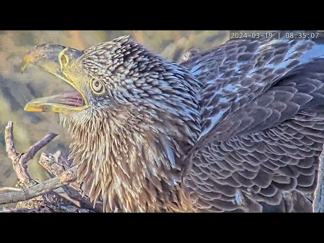 Sub-Adult eagle kicked out of nest
