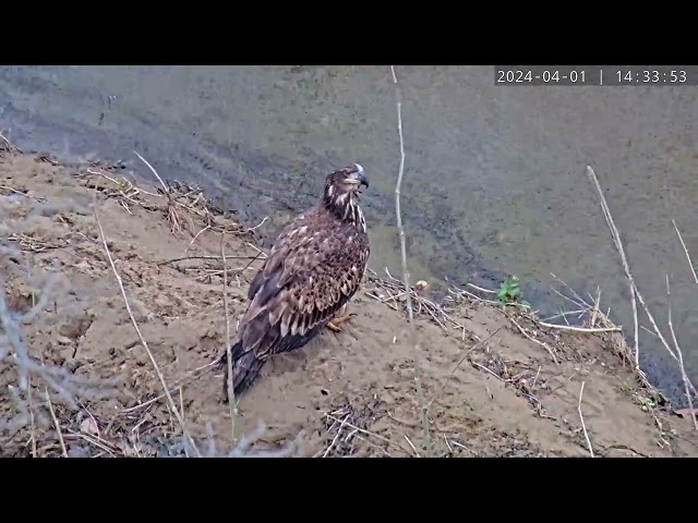Creek Fun: Eagle's Playful Moment