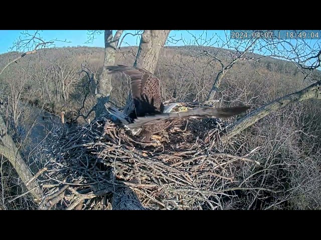 Sharp Talons Alert: NM is Here