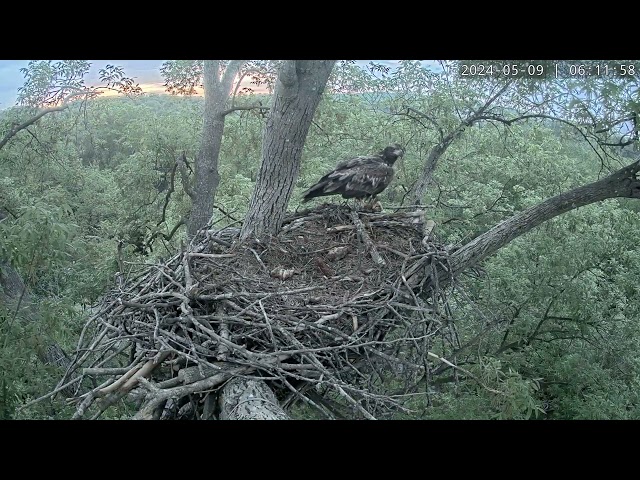 Dawn Surprise: Visiting Young Eagle