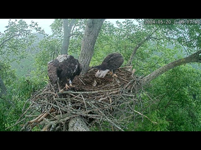 Lady and NV return to the nest