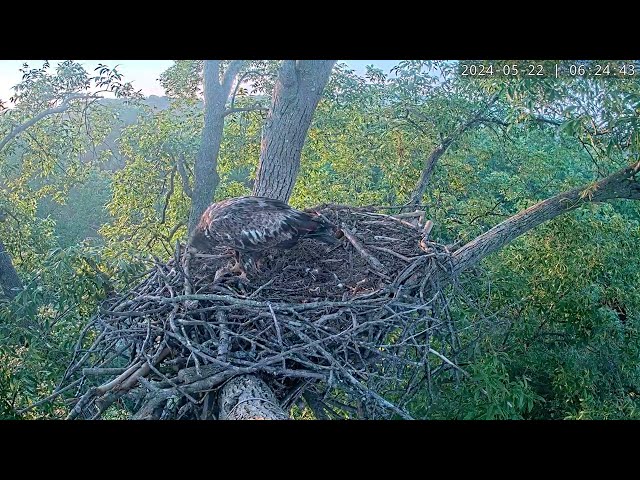 Young Eagle Scavenging for Leftover