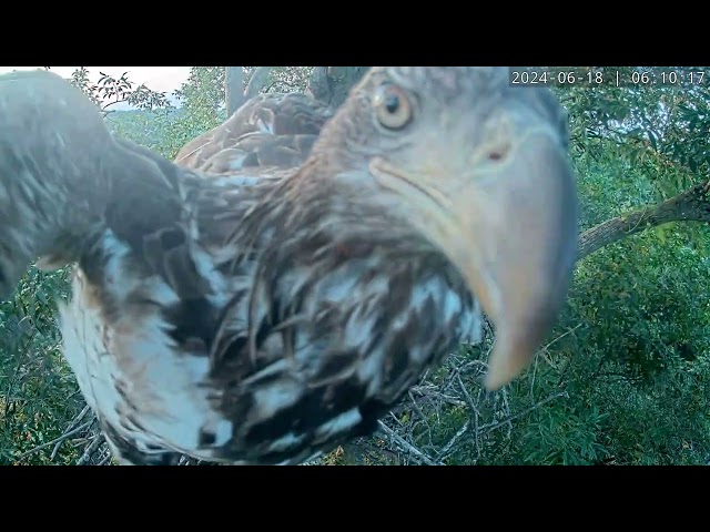 The secret stare: Eagle's intense gaze
