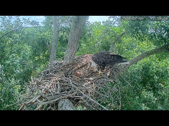 Inside Look: Eagle Feasting at Nest