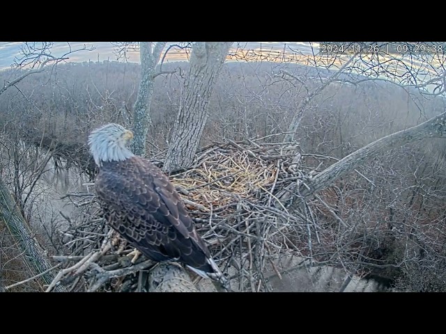 EXTREME Nest Inspection by 4 Year Old EAGLE!