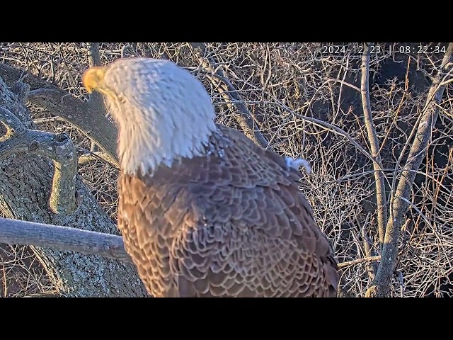 Lady and A2M back at the nest