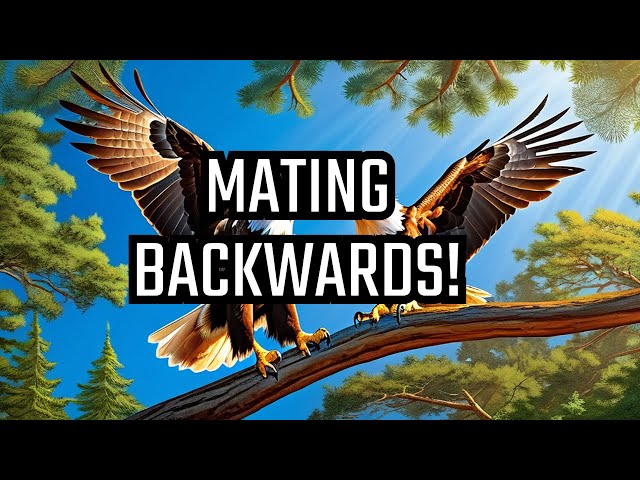 Eagle's Hilarious Backwards Mating Ritual