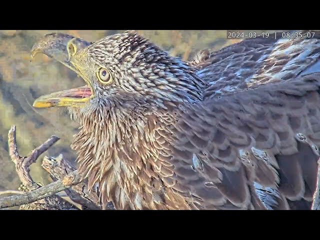 Fascinating newcomer at the nest