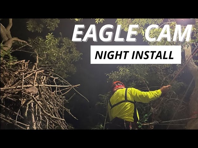 Secrets of the Dulles Greenway Eagle Cam